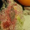 Amphiprion bicinctus (Rotmeeranemonenfisch) Gelege